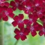 achilleasummerwinepflorvroger