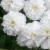 achilleaptarmicabouledeneigecflorvroger