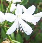 agapanthuscampanulatusvaralbiduspflorvroger