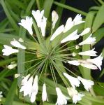agapanthuscampanulatusvaralbiduspfloscoblands