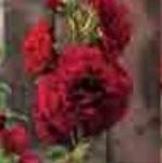 alcearoseachatersdoublescarletpflorvroger