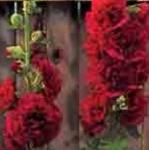 alcearoseachatersdoublescarletpflosrvroger