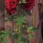 alcearoseachatersdoublescarletpfolrvroger