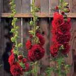 alcearoseachatersdoublescarletpforrvroger