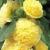 alcearoseachatersdoubleyellowcfolrvroger1
