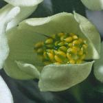 anemoneflobudonarcissiflorafoord