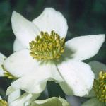 anemoneflonarcissiflorafoord