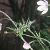 anemoneflorivularis1
