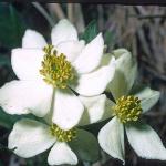 anemoneflos1narcissiflorafoord