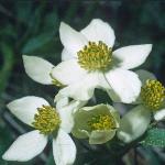 anemoneflos2narcissiflorafoord