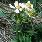 anemoneflos3narcissiflorafoord