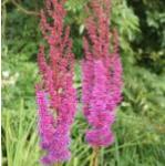 astilbepurplelancepflokevock