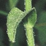 buphtalumfolsalicifolium1