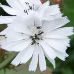 cichoriumintybusalbumpflorvroger