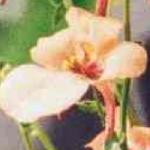 diasciapfloladyvalerieboulby
