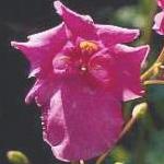 diasciapflorubyfieldboulby