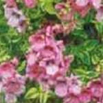 diasciapflosbelmorebeautyboulby