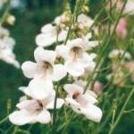 diasciapflosintegerrimablushboulby