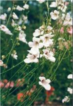 diasciapforintegerrimablushboulby