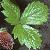 fragariafoltmoschataduches1