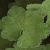 geraniumfoltrenardii1