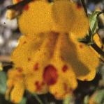 mimulusluteusflo