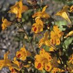 mimulusluteusflos1