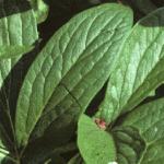 paeoniaofficinalisrubraplenafolsingle