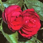pink_rose_picture