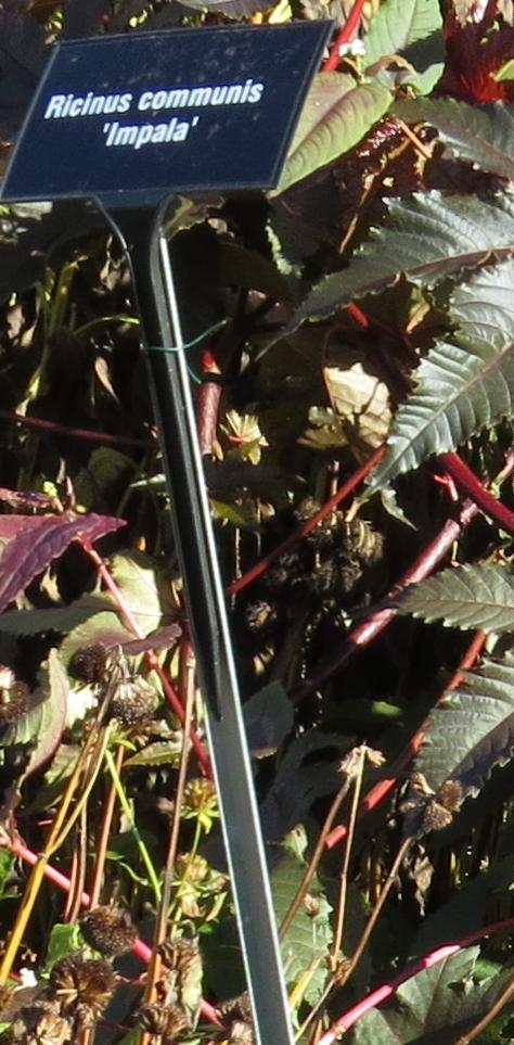 cannalocationragarnonswilliams