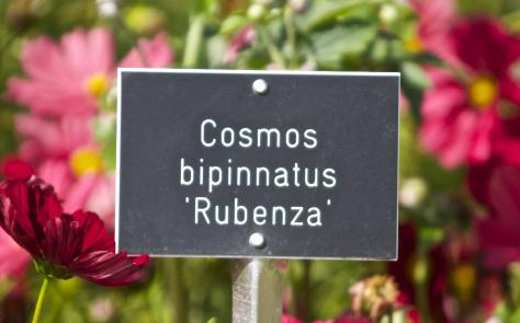cosmoslabelbipinnatusrubenzakavanagh