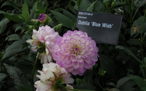 dahlialabelbluewishgarnonswilliams