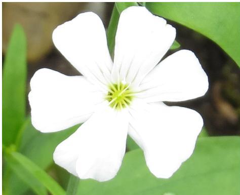 gypsophyllaflocoventgardengarnonswilliams