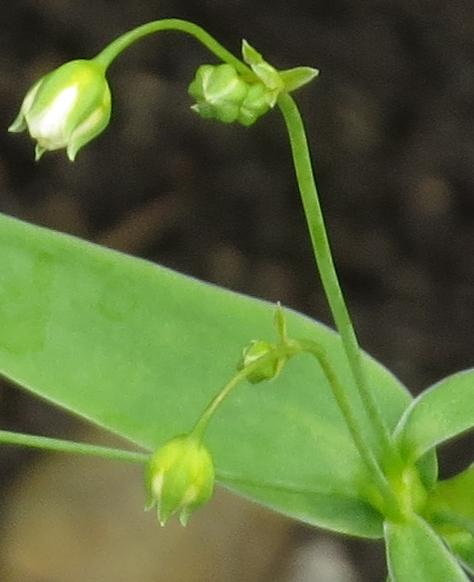 gypsophyllaflobudcoventgardengarnonswilliams