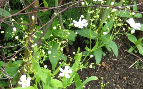 gypsophyllafloscoventgardengarnonswilliams