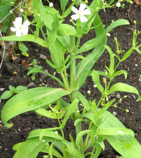 gypsophyllafolcoventgardengarnonswilliams