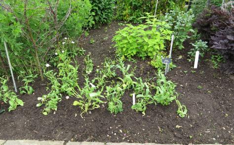 gypsophyllaforsumcoventgardengarnonswilliams