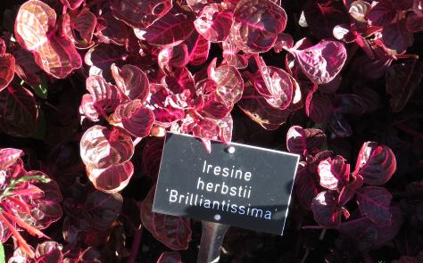 iresinelabelherbstiibrilliantissimagarnonswilliams