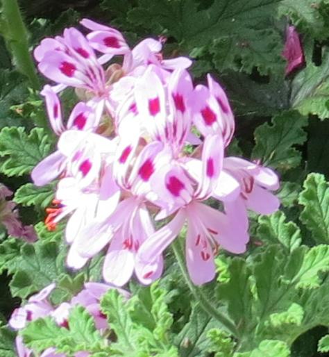 pelargoniumfloblandfordianumgarnonswilliams