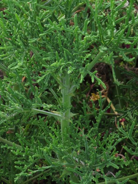 pelargoniumfolblandfordianumgarnonswilliams