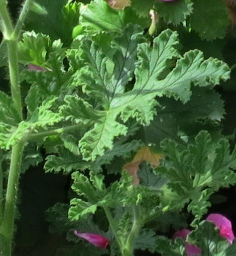 pelargoniumfol1blandfordianumgarnonswilliams