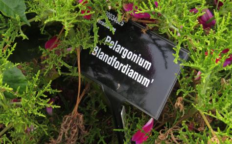 pelargoniumlabelblandfordianumgarnonswilliams