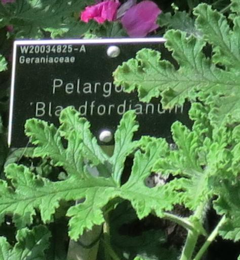 pelargoniumlabel1blandfordianumgarnonswilliams