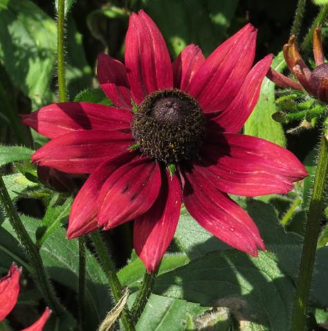 rudbeckiaflohirtacherrybrandygarnonswilliams