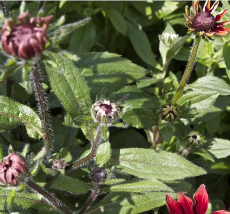 rudbeckiaflobud1hirtacherrybrandygarnonswilliams