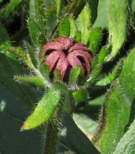 rudbeckiaflobud2hirtacherrybrandygarnonswilliams