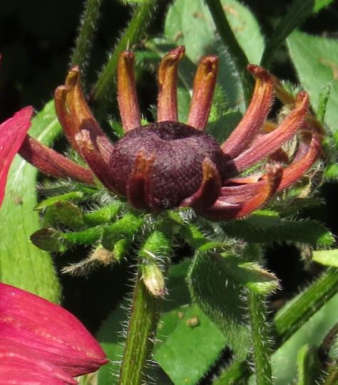 rudbeckiaflobud3hirtacherrybrandygarnonswilliams