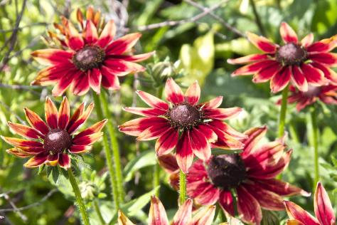rudbeckiafloshirtacherrybrandygarnonswilliams