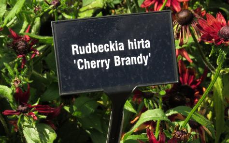 rudbeckialabel2hirtacherrybrandygarnonswilliams