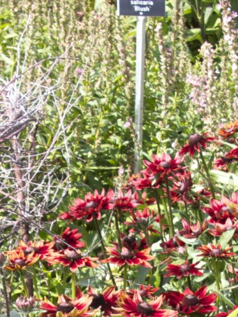 rudbeckialocationhirtacherrybrandygarnonswilliams